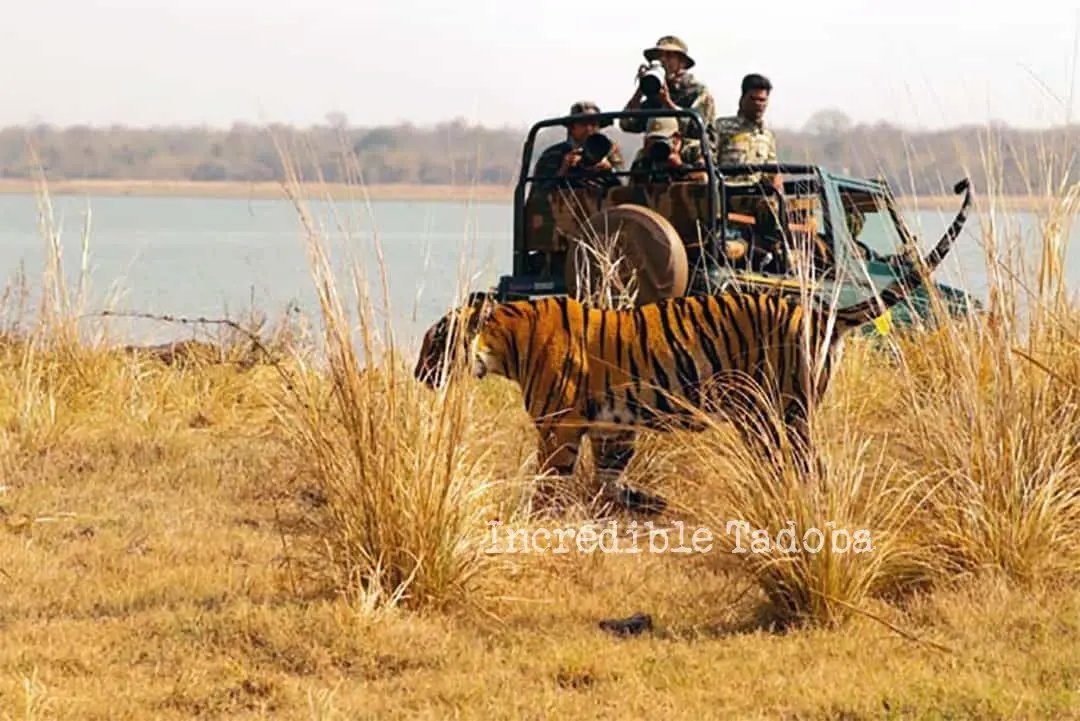 Red Earth Tadoba — Stay & Safari Package