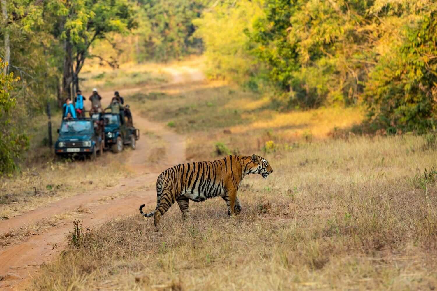Tadoba Jungle Camp
