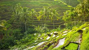 Ubud Rice Terraces (Tegalalang)